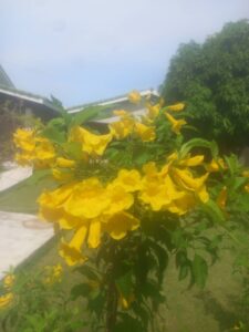 we have gardening services we have gardening services